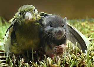 Interspecies Lovin'