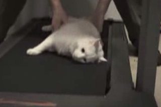 Lazy Cat, C'est Moi