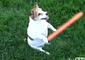 Jedi Doggie