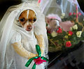 Doggie's Big Day