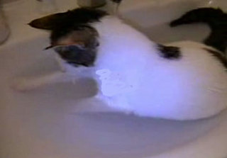 Cat Takes Bath