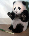 Cute Alert: Panda Surrenders