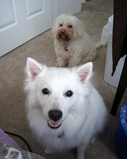 Pets of the Week