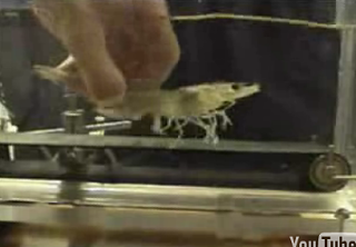 Shrimp On A Treadmill