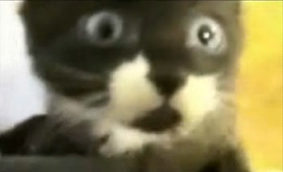 Happy Caturday!