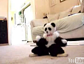 Dancing Panda