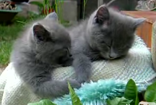 Happy Caturday!