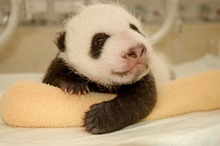 Cute Alert: Evolution Of A Newborn Panda