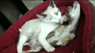 Happy Caturday!