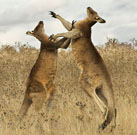 Boxing Kangaroos + Golf = Why The Hell Not?