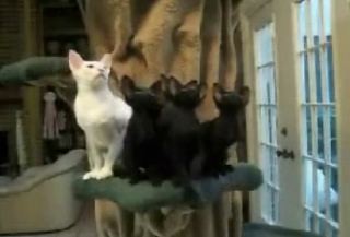 Tiny (Cat) Dancers