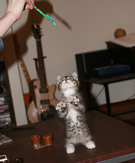 Cute Alert:  Kitty Does "Jazz Paws"