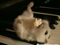 Hamster Playing The Piano