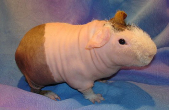 Cute Alert: Hairless Guinea Pig