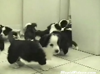A Gang 'O Puppies!