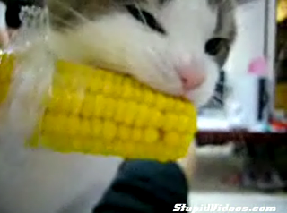 Corny Cat