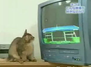 Ping Pong Playin' Cats