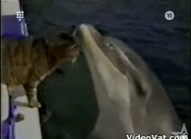 Cat Meets Dolphin