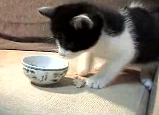 Hungry Kitten