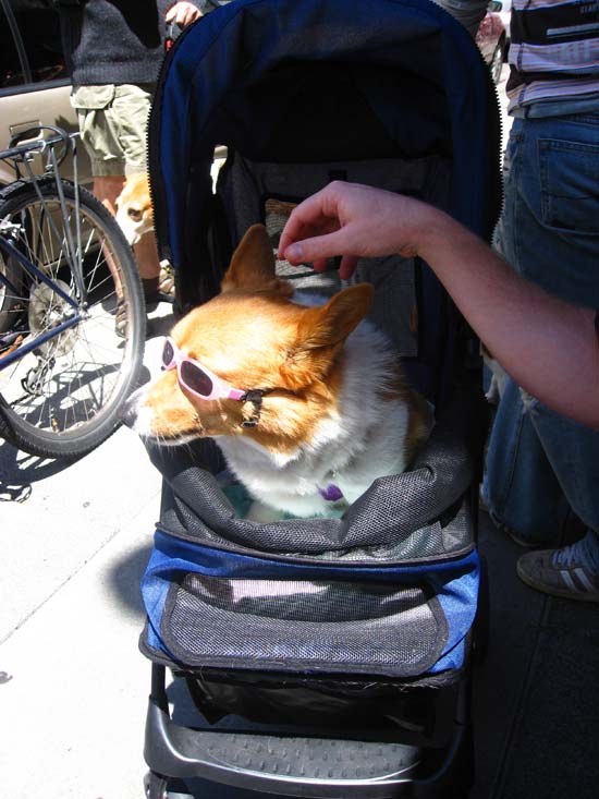 dog4 dog4