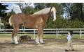 Cute Alert: Tiny Horse, Meet Giant Horse
