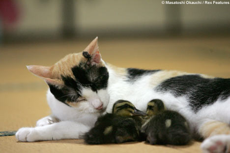 Interspecies Lovin'