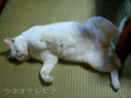 Let Sleeping Cats Dance