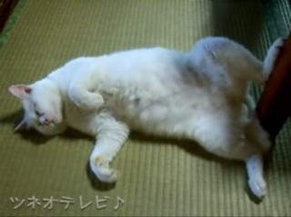 Let Sleeping Cats Dance