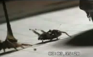 Freaky Spider Mating Dance: Flamenco Remix