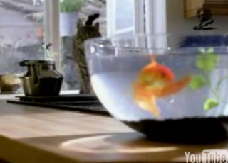 Cat Vs. Goldfish