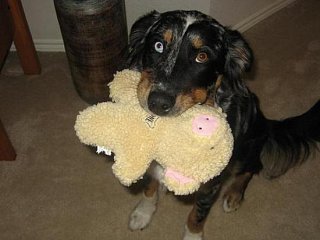 Pet of the Week