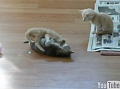 Kitten Referees Kitten Fight