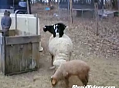 Goat Rides Sheep
