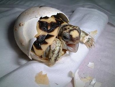 baby_turtle baby_turtle