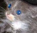 Cute Alert: Pirate Kitty