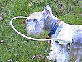 Product of the Day: A Cane For Blind Dogs