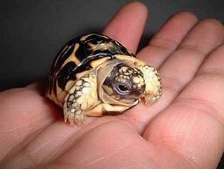 Cute Alert: Baby Turtle!