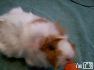 Cute Alert: Smart Guinea Pig!
