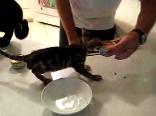 Hungry Bengal Kitten!