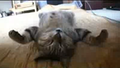 Happy Caturday!