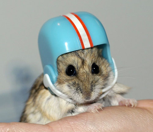 Cute Alert: Hamster Helmet
