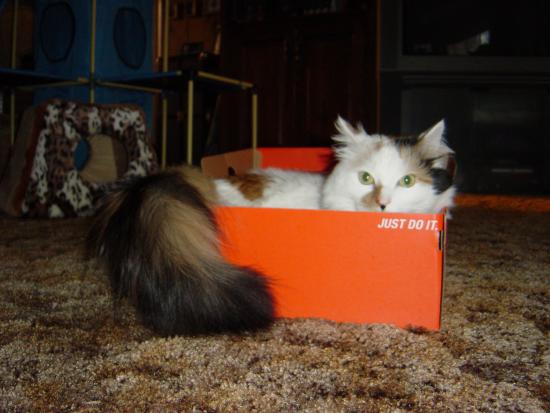 iz2