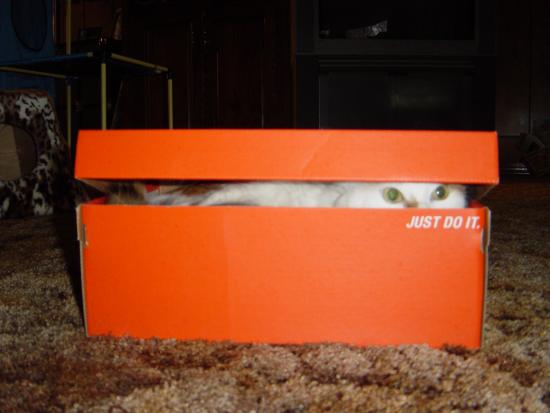 iz iz