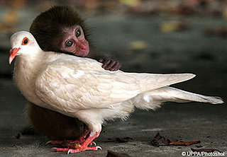 Interspecies Lovin'