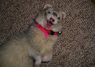 Pet of the Week