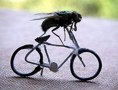 Cute Alert: Super Fly