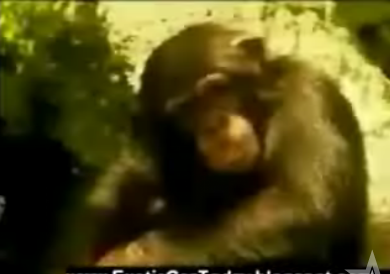 Monkey Business