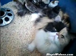 Cat Adopts Chicks