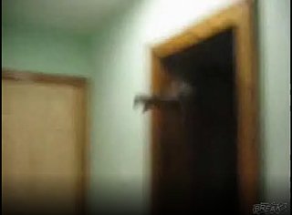Rare Indoor Flying Squirrel