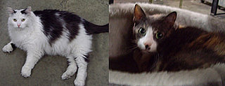 Pets of the Week